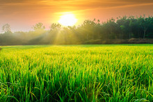 Morning Sunlight With Green Rice Fields