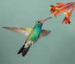 Male Broad-billed Hummingbird hoovering with flowers