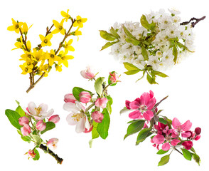 Wall Mural - blossoms of apple tree, cherry twig, forsythia