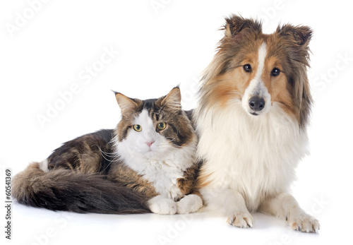 Obraz w ramie shetland dog ans maine coon cat