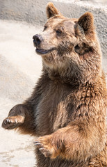 the brown bear (ursus arctos) is among the largest and most powe