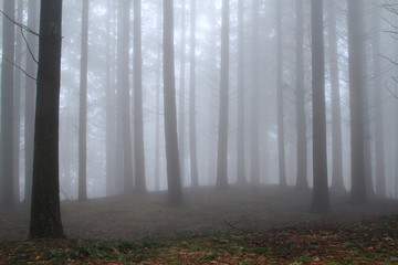 pistoia riserva naturale di acquerino in autunno