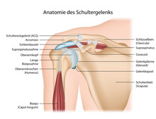 Anatomie Schultergelenk Mit Beschreibung Deutsch