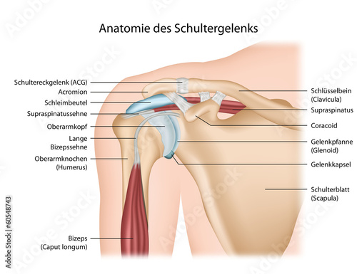Fotografie, Obraz Anatomie Schultergelenk mit Beschreibung deutsch