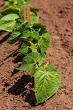 Fototapeta  - Young Bean Plants