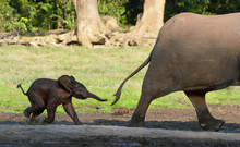 The Elephant Calf Runs For Mum