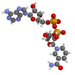 Wall Mural - Nicotinamide adenine dinucleotide (NAD+) coenzyme molecule.