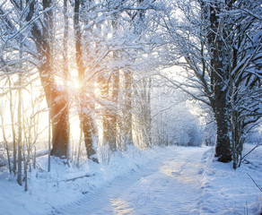 Winter road with sunlight