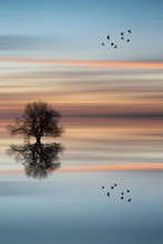 Silhouette Of Tree On Calm Ocean Water Landscape At Sunset