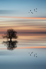 silhouette of tree on calm ocean water landscape at sunset