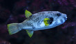 White-spotted puffer (Arothron hispidus)