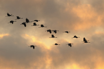 Common cranes in flight