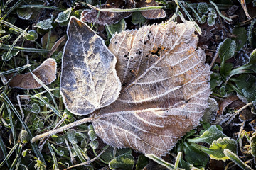 Wall Mural - winter leaf