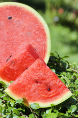 Canvas Print - Ripe watermelon on green grass