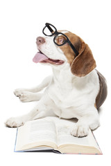 Beagle in glasses