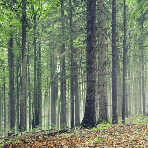 Nowoczesny obraz na płótnie Forest trees