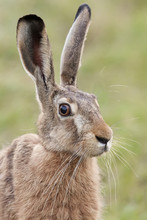 Hare In The Wild, Portrait.