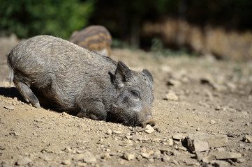 Wild boar in forest