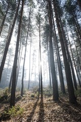 Wall Mural - Sunlight through the trees