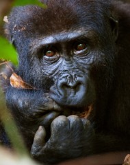 Canvas Print - The western lowland gorilla