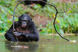 Bonobo ( Pan paniscus)   portrait.