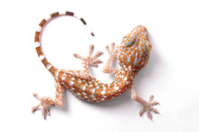Gecko Climbing Isolated