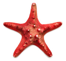 Red Sea Star