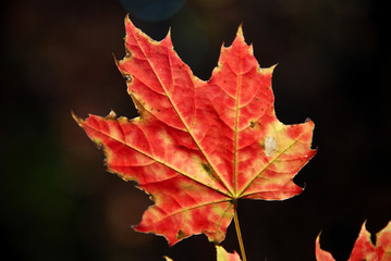 Poster - Red maple