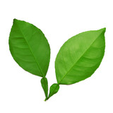 Fototapeta Koty - Leaf