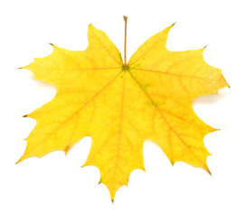 yellow leaf