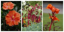 Amaranth Und Hibiskus Blühen Im Botanischer Garten