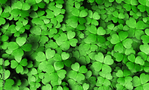 Fotografía Expanse of four-leaf clovers