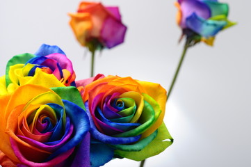 Fotomurales - Bouquet of Rainbow rose
