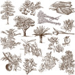 Trees, Plants and Flowers  around the World - drawings on white