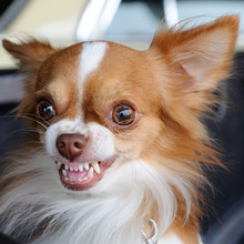 Cute Chihuahua Showing Fang Tooth