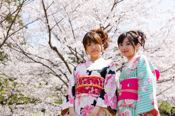 Wall Mural - japanese kimono woman and cherry blossoms