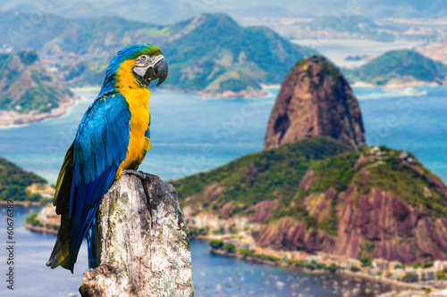 Blue and Yellow Macaw in Rio de Janeiro, Brazil Poster