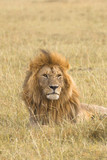 Fototapeta Sawanna - Portrait of a big male lion