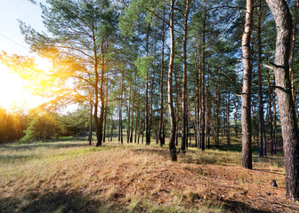 Wall Mural - Autumn in a pine forest