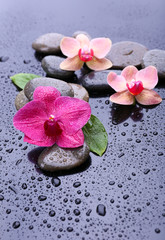 Poster - Composition with beautiful blooming orchid with water drops and