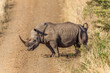 Rhino Habitat Landscape