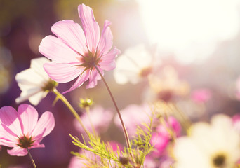 Daisy flower against the sunlight