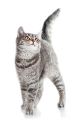 Grey tabby cat isolated on white