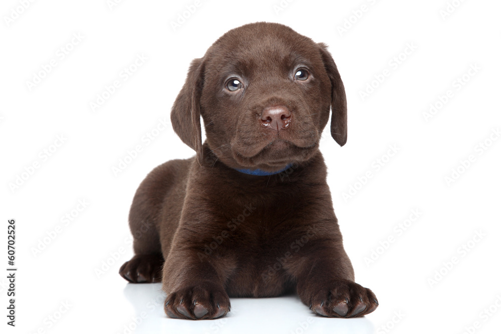 Brown Labrador puppy portrait - obrazy, fototapety, plakaty 