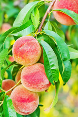 Poster - peach on tree