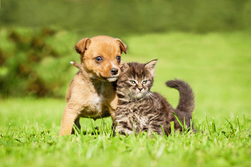 Wall Mural - Little puppy with  tabby kitten sitting on the grass