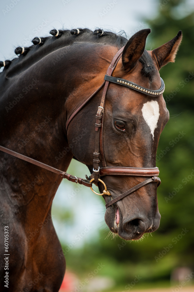 Portrait of bay horse in dressage competition - obrazy, fototapety, plakaty 