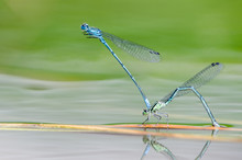 Two Dragonfly