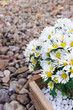 white flowers and stones background