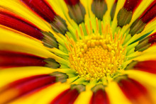 Yellow Gazania Flower Extrim Close Up